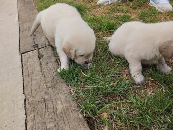 Zlatý retriever - 6