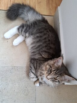 Mainska myvalia s PP - 6