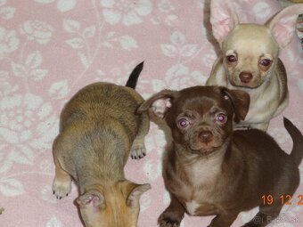 čivava krátkosrstá - 6