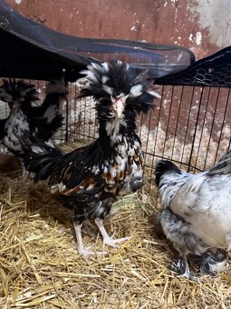 Predám hodvábničky USA - 6