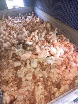 Predam nosnice,mladky,kuricky,kuriatka,nasadove vajicka,kohu - 6
