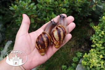 Africké slimáky Archachatina marginata ovum XXL / terárium - 6