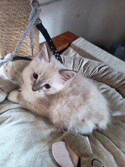 Ragdoll mačiatka - 6