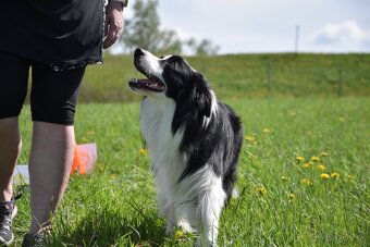 Krycí pes/pes na krytie border kolia - 6