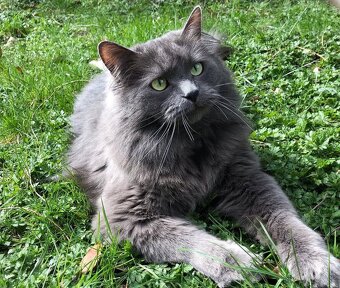Ragdoll mačiatka - 6