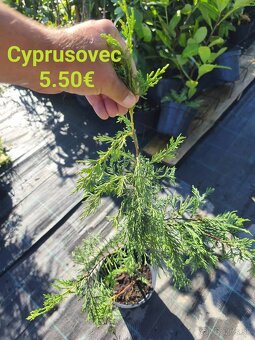 vavrínovec, červienka, cyprusovec, živý plot - 6