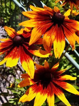 Rudbeckia srstnatá žltá - 6
