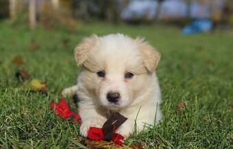 Border kolia s PP - 6