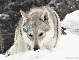 šteniatka československy vlčiak - 6