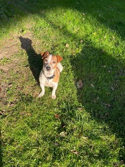 Jack Russel teriér - 6