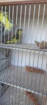 Predám Čižíkov Yarrellii - 6