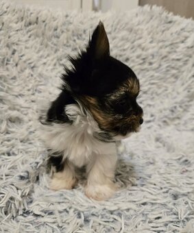 Biewer yorkshire terier šteniatka - 6