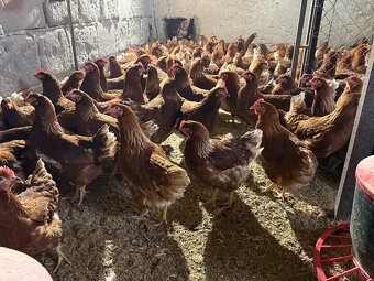 Sliepky Mládky Nosnice Lohman - 6