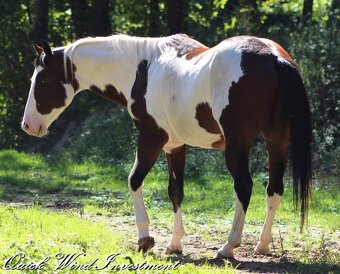 AMERICAN PAINT HORSE - 6
