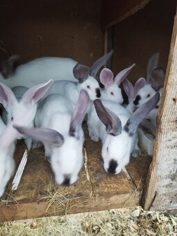 Predávam zajace matka ich hyla a  otec belgický obor Albin - 6