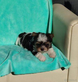 Biewer, Yorkshire terriers pp - 6