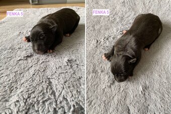 Šteniatka - Americký stafordšírsky teriér (Amstaff, Staford) - 6