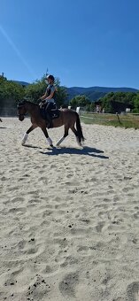 Predám 10 ročnú welsh cob kobylu - 6