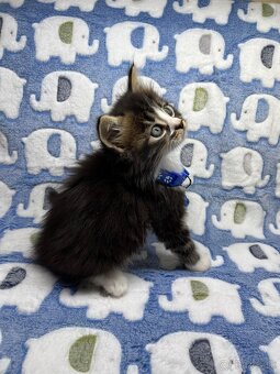 Mainská mývalia Maine coon - 6