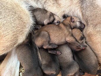 československý vlčiak s PP (FCI) - 6