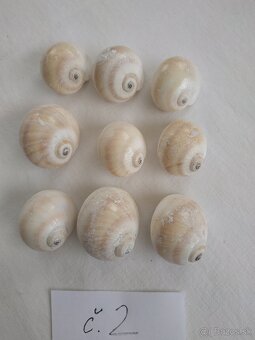 Mušle - 6