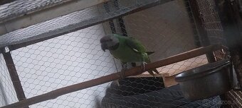 Alexander fúzatý ružovoprsí - 6