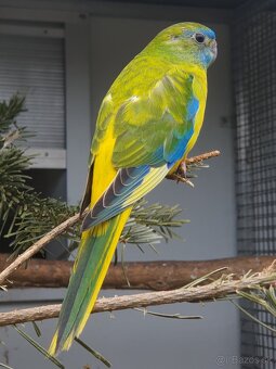 Predam neofema tyrkysova žltobruchá - 6