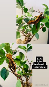 Pagekon riasnaty - 6