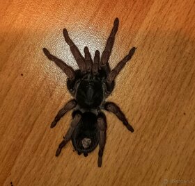 Pavúky /vtáčkar,sklipkan, tarantula - 6