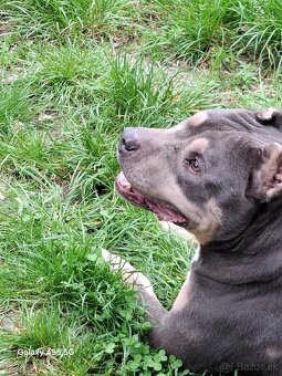 American bully - krytie - 6