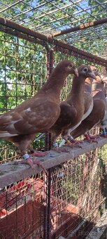 Poštové holuby Meulemans - 6