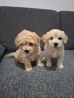 Maltipoo - 6