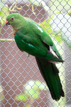 Papagáj královský - 6