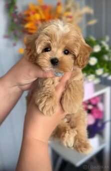 Toy Pudel - 6