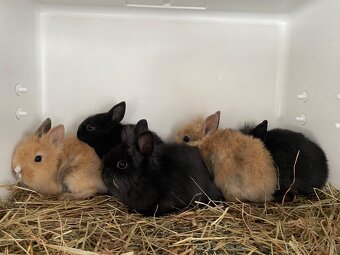 Izbove zajačiky - 6