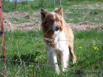 Border kolia čistorkvne šteniatka - 6