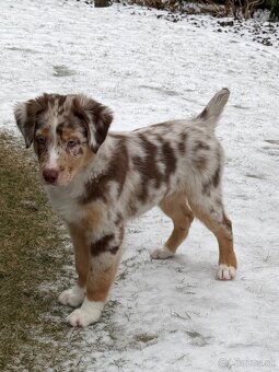 Australsky ovciak s PP - 6