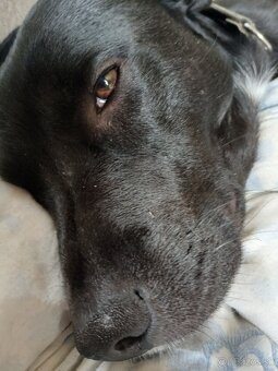 Staffy - 6