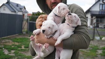 Argentinská doga ( Dogo Argentino ) - 6