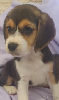 Beagle, bigel, bigl bez PP - 6