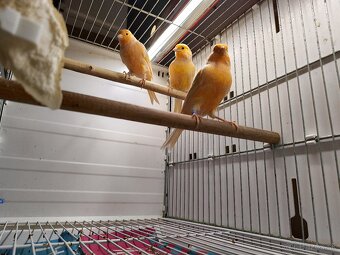 Predám kanarikov - 6