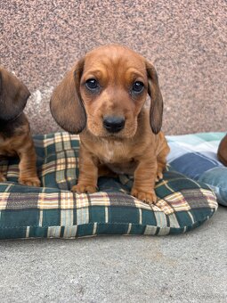 Jazvečík krátkosrstý - 6