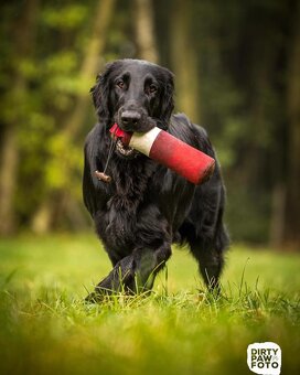 ŠTĚŇATA FLAT COATED RETRIEVER - CHS YnnaBBlack - 6