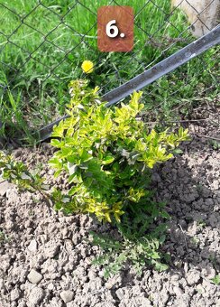BRŠLEN (Euonymus)-rôzne druhy (E. Japonica...). - 6