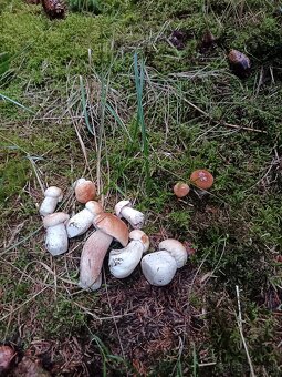 Hríby dubáky a kozáky - 6