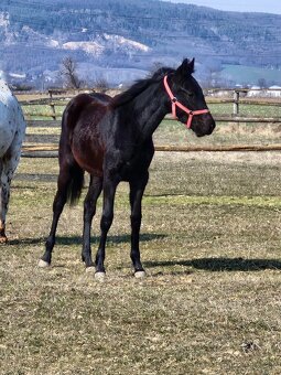Appaloosa kobylka - 6