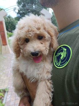 Standard Maltipoo - 6
