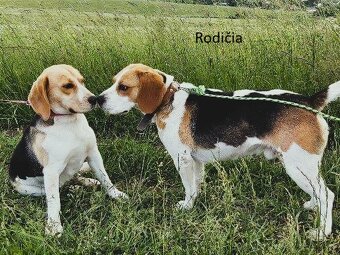 Šteniatka plemena Beagle, Bígl, Bígel - 6