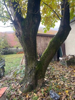 Predám orechové drevo - 6