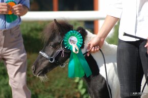 Minihorse na predaj - Showmer Quido - 6